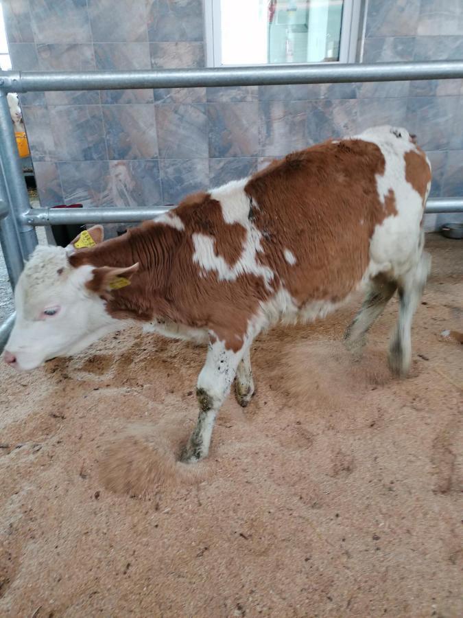 Woferlhof, Ferienhof Boxhorn Böbrach Dış mekan fotoğraf