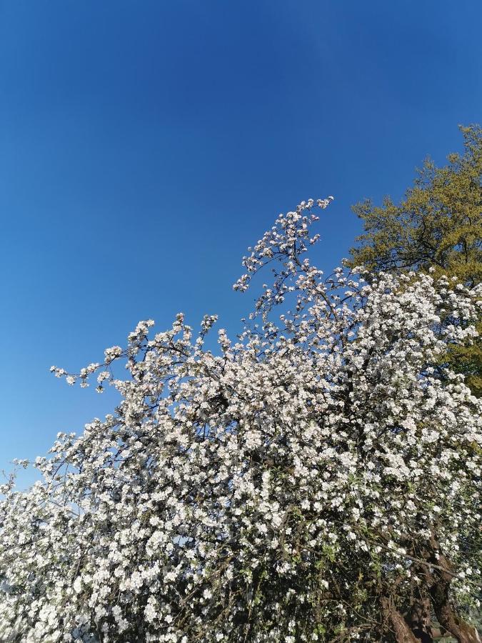 Woferlhof, Ferienhof Boxhorn Daire Böbrach Dış mekan fotoğraf